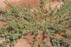 Amaranthus blitoides