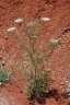 Ammi majus