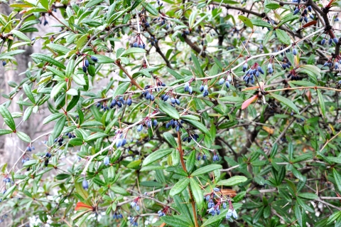 Berberis lycium