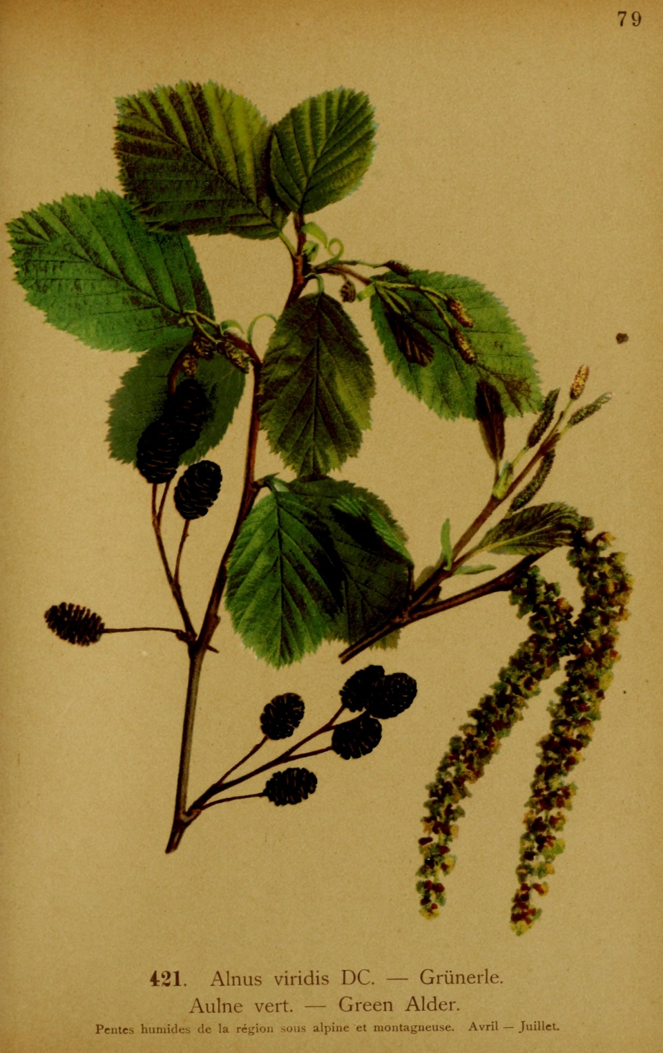 Alnus alnobetula