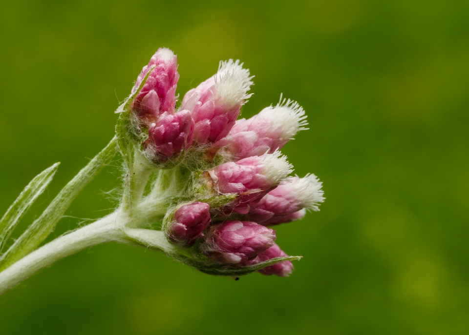 Antennaria dioica