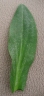 Tripolium pannonicum