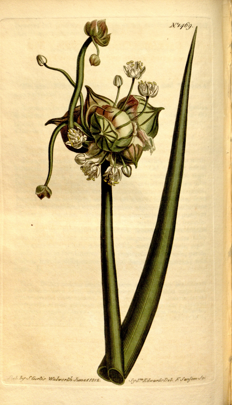 Allium × proliferum