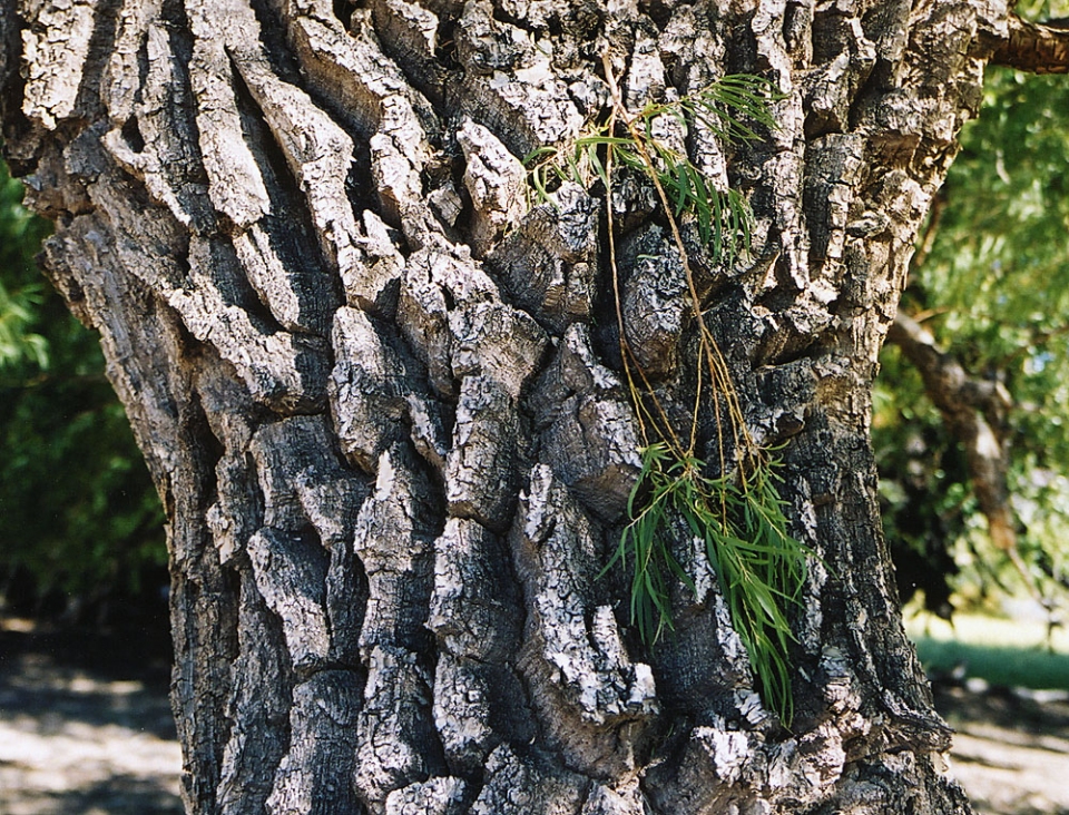 Salix humboldtiana