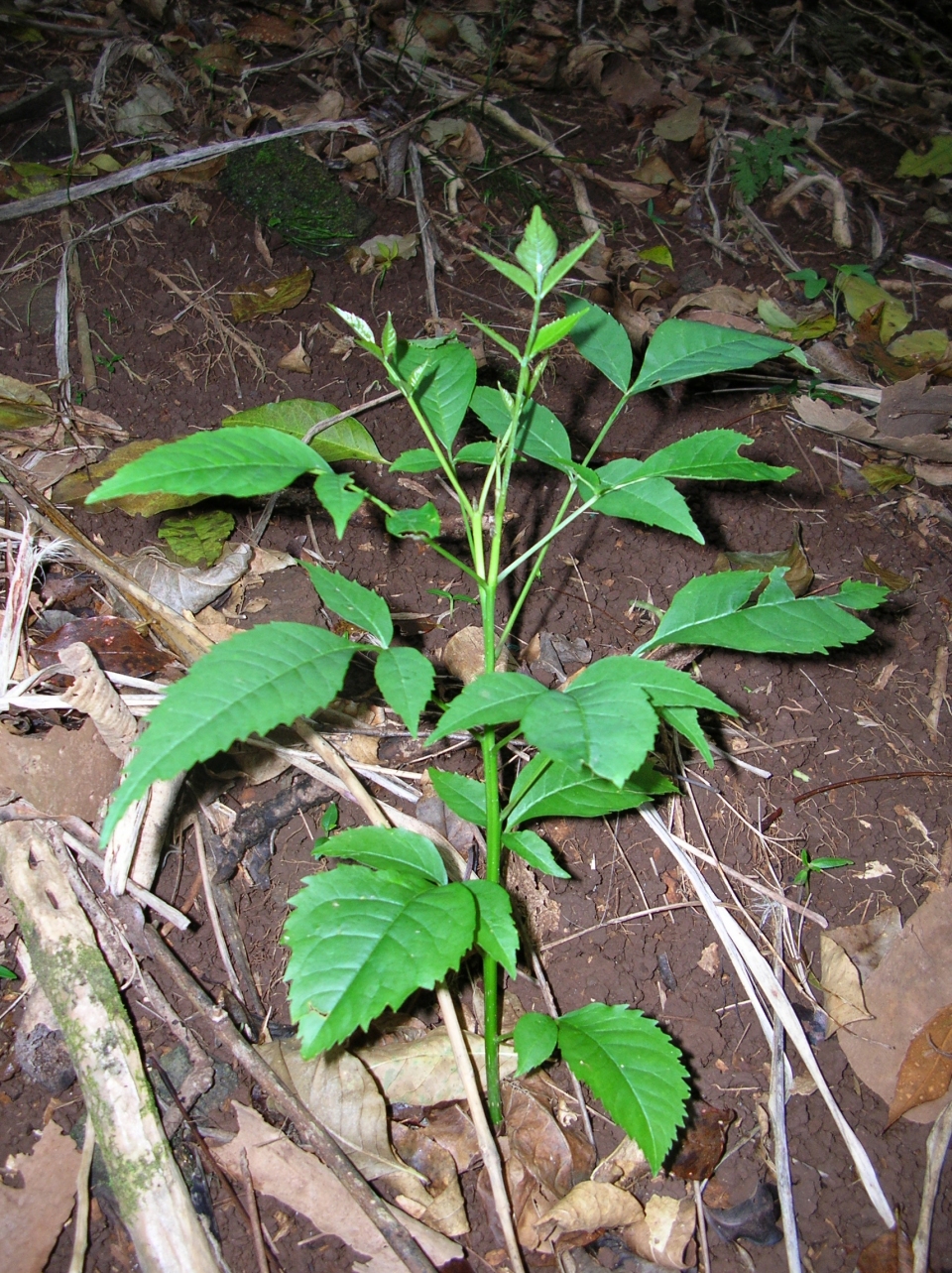 Fraxinus uhdei