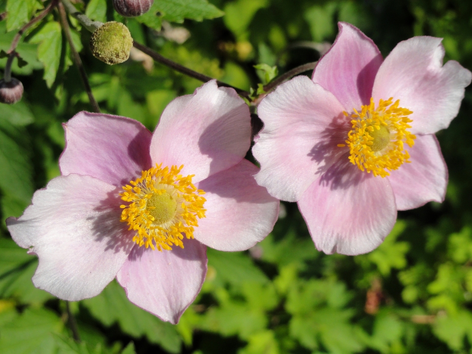 Anemone vitifolia