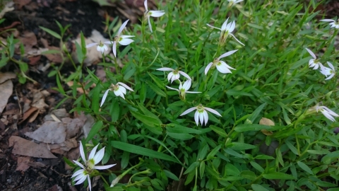 Lobelia chinensis