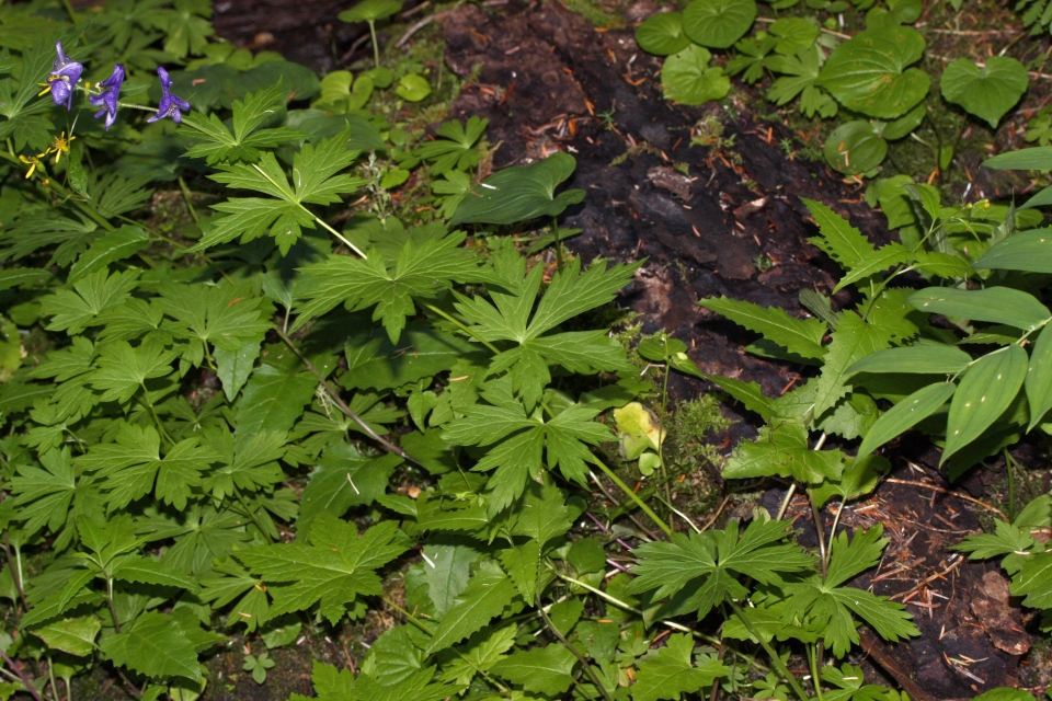 Aconitum columbianum