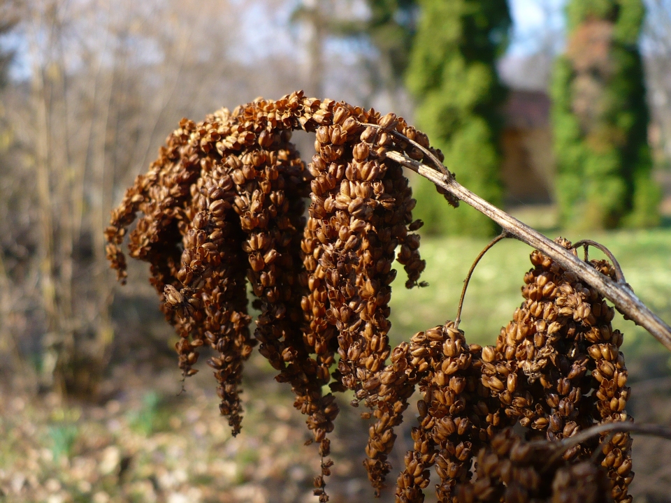 Aruncus dioicus