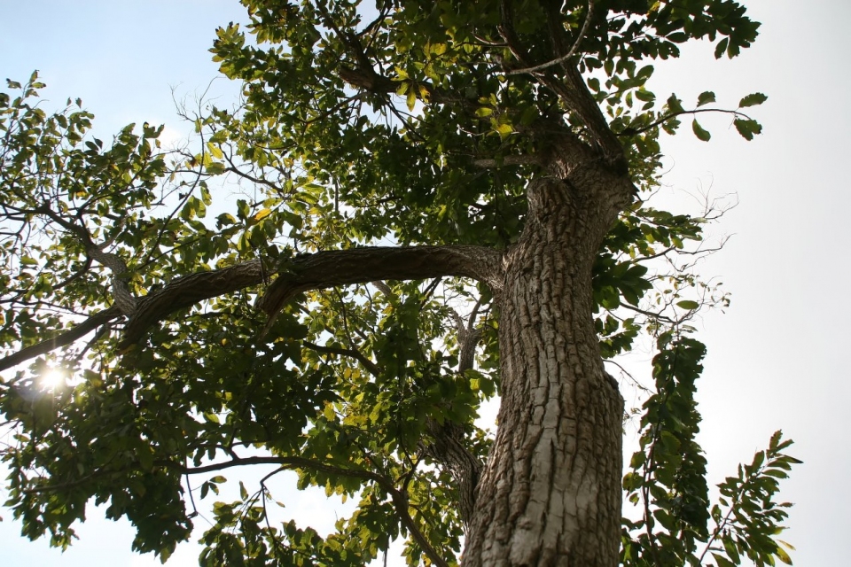 Ehretia acuminata