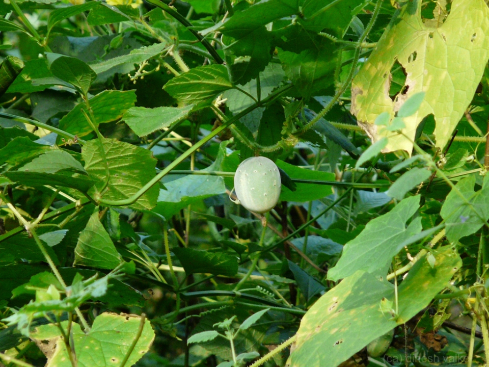 Cucumis melo agrestis