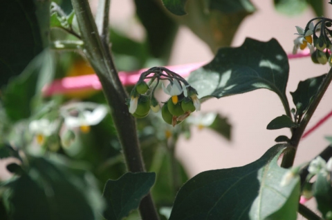 Solanum retroflexum