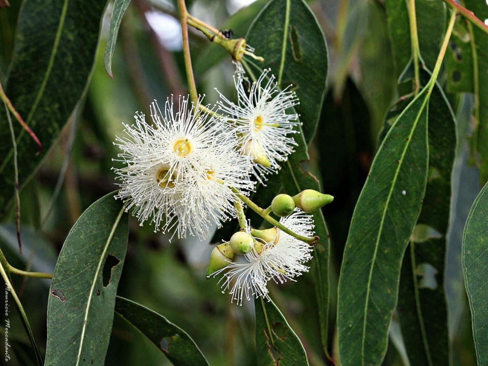 Eucalyptus grandis