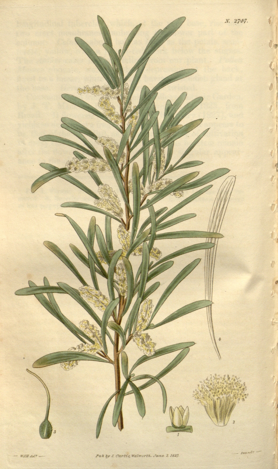 Acacia mucronata