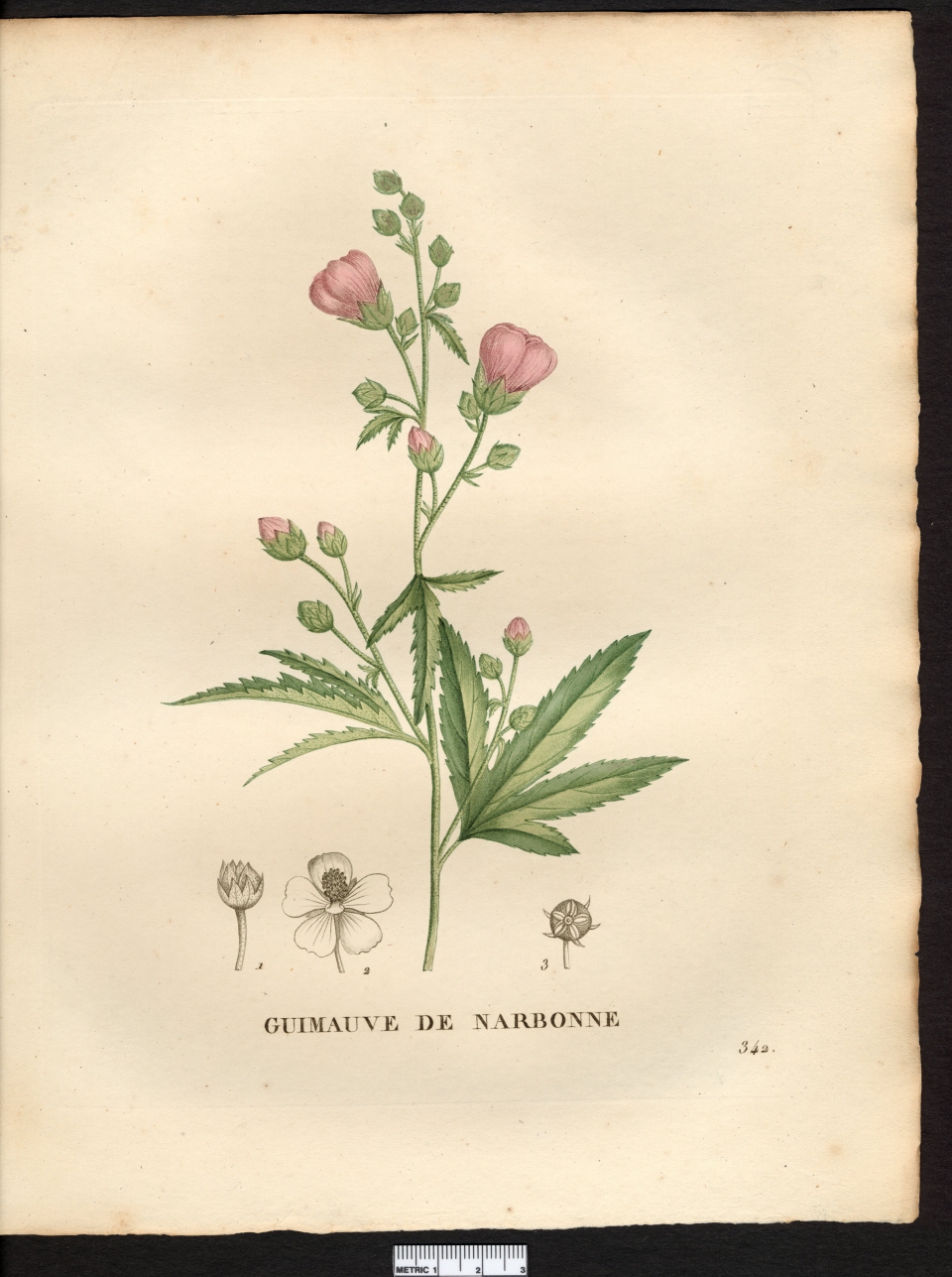 Althaea cannabina