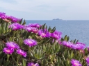 Carpobrotus acinaciformis