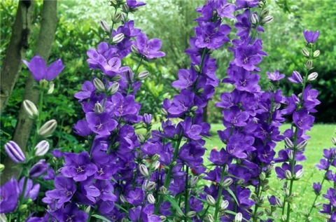 Campanula latiloba
