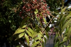 Pistacia chinensis