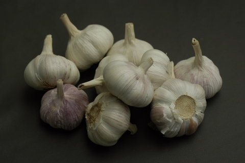 Allium sativum