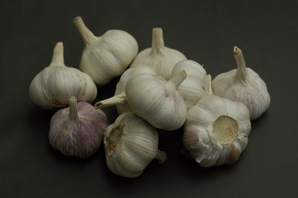 Allium sativum