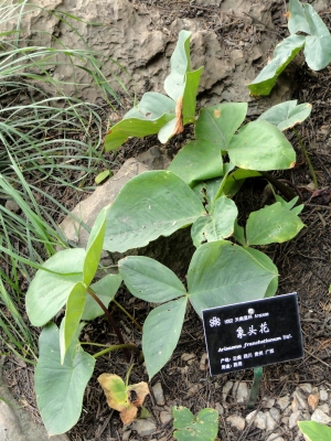 Arisaema franchetianum