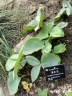 Arisaema franchetianum