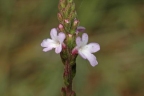 Verbena officinalis