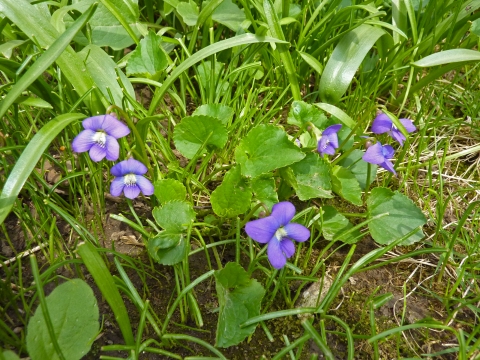 Viola sororia