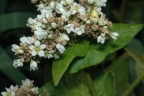 Fagopyrum esculentum
