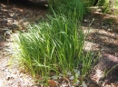 Imperata cylindrica
