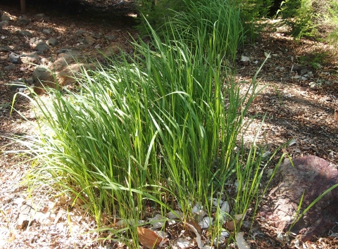Imperata cylindrica