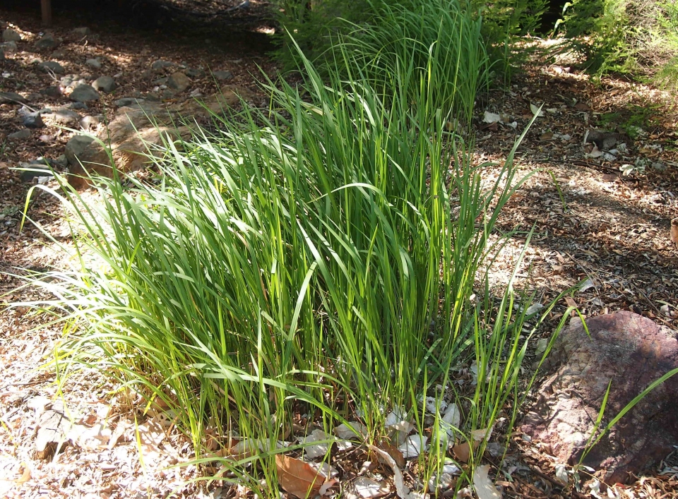 Imperata cylindrica