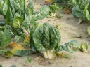 Beta vulgaris (Leaf Beet Group)