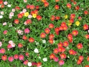 Portulaca oleracea