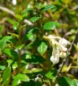 Gaultheria myrsinoides