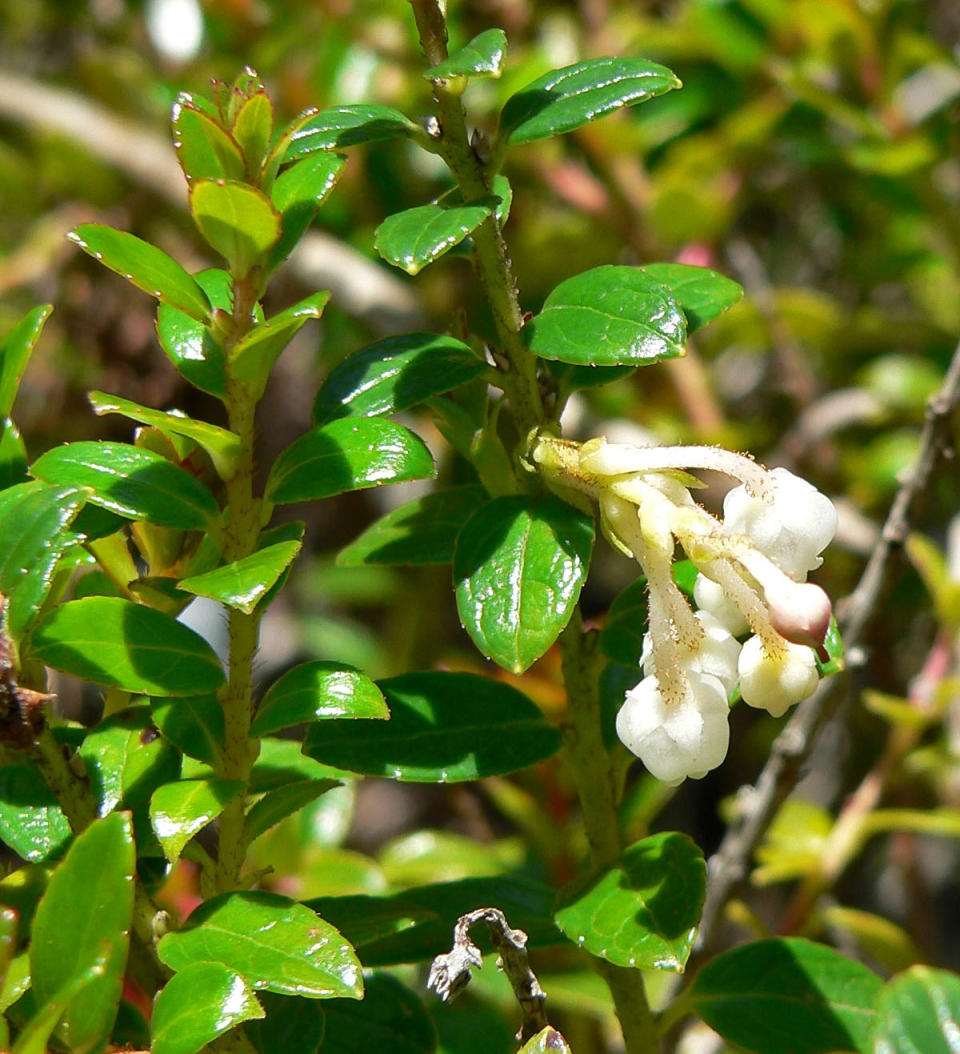 Gaultheria myrsinoides