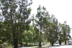 Callitris columellaris