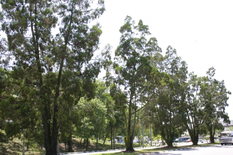 Callitris columellaris