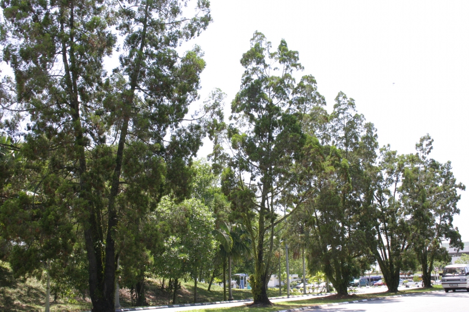 Callitris columellaris