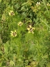 Adonis aestivalis