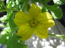 Citrullus lanatus
