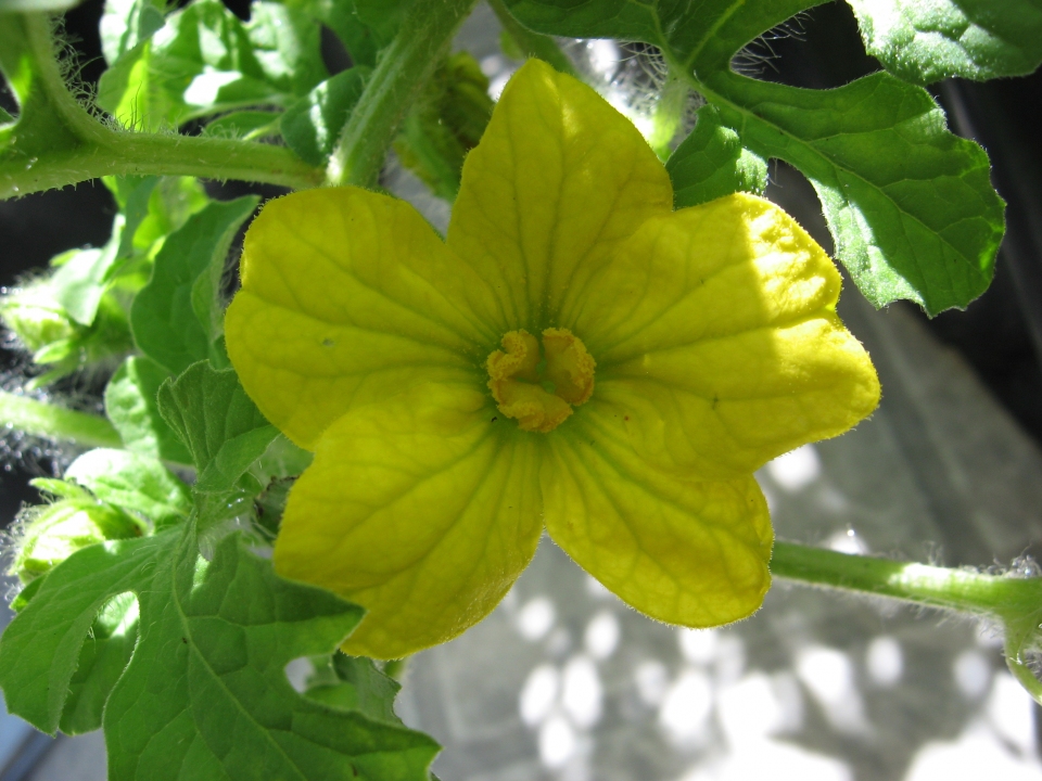 Citrullus lanatus