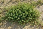 Atriplex argentea