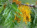 Grevillea robusta