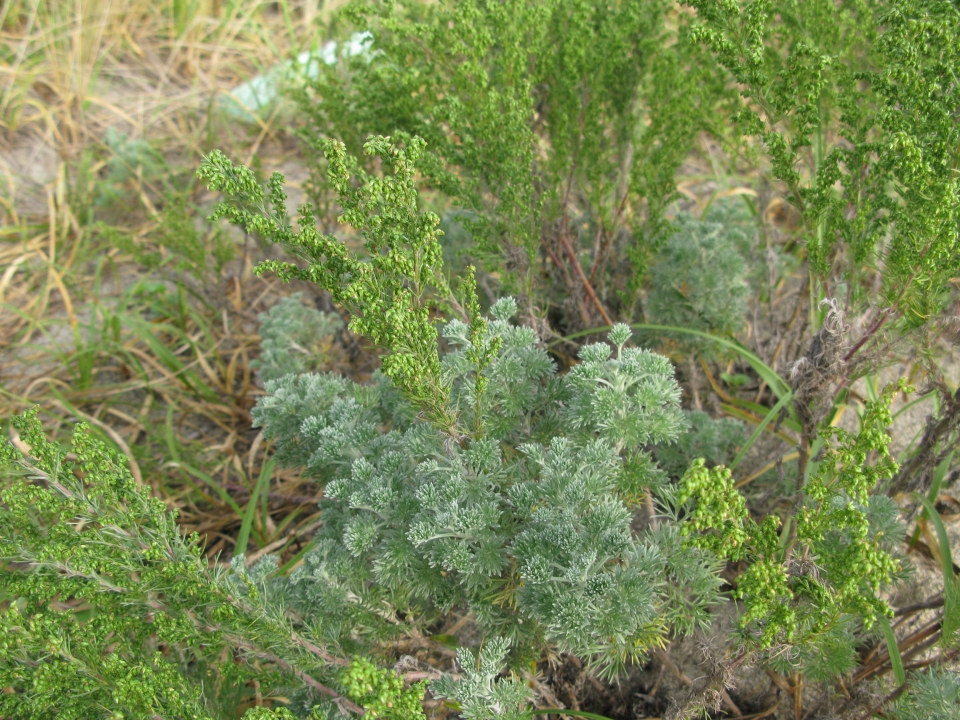 Artemisia capillaris