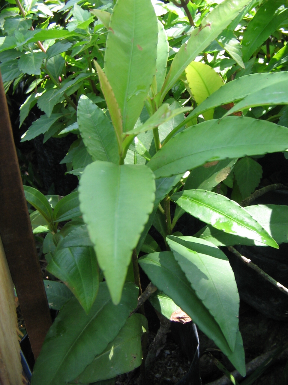 Ardisia crispa