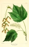 Acer spicatum