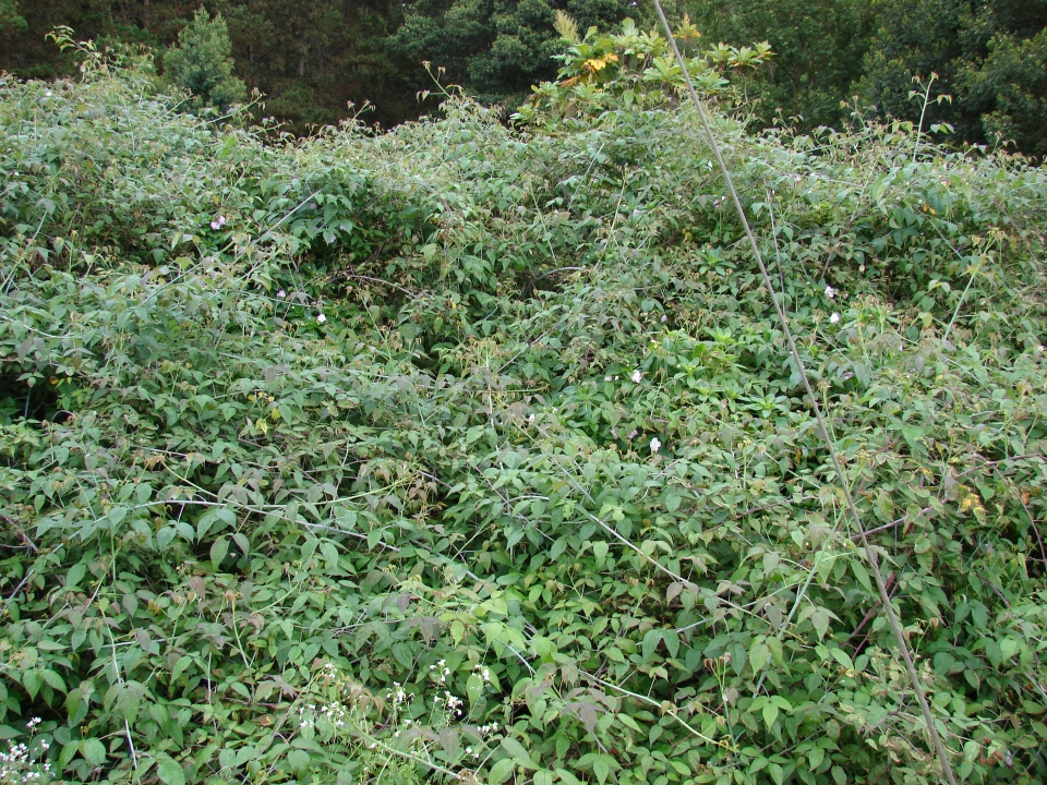 Rubus glaucus