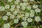 Angelica morrisonicola