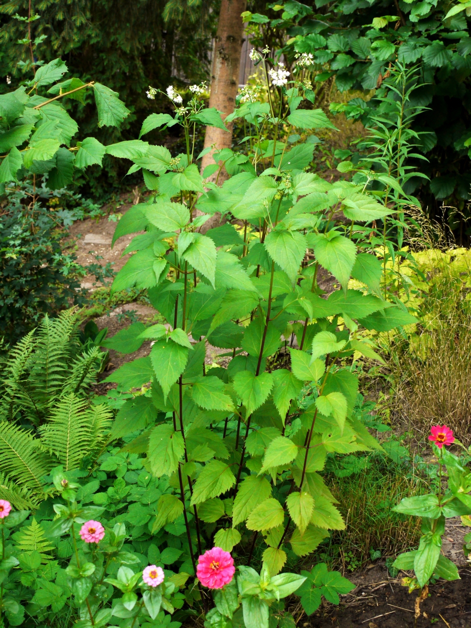 Ageratina altissima